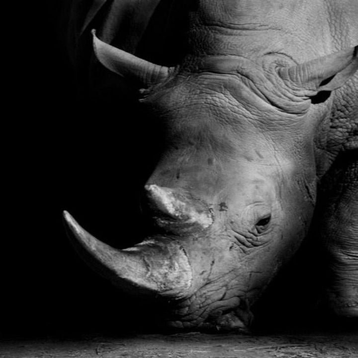 BowLift | Nature Wild Animals Africa Wildlife Black White - Canvas Wall Art Painting