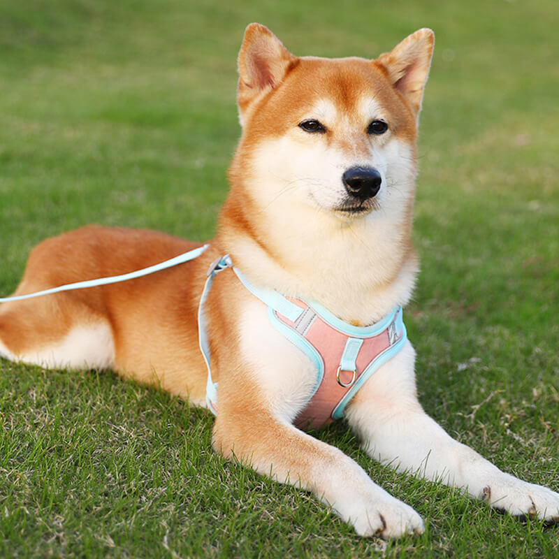 Reflective Puppy Harness - BrightPaw Bowlift