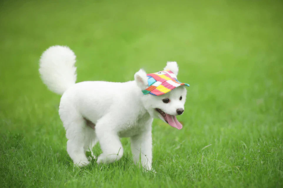 Stylish Round Brim Dog Hat - SunnyPaws Bowlift