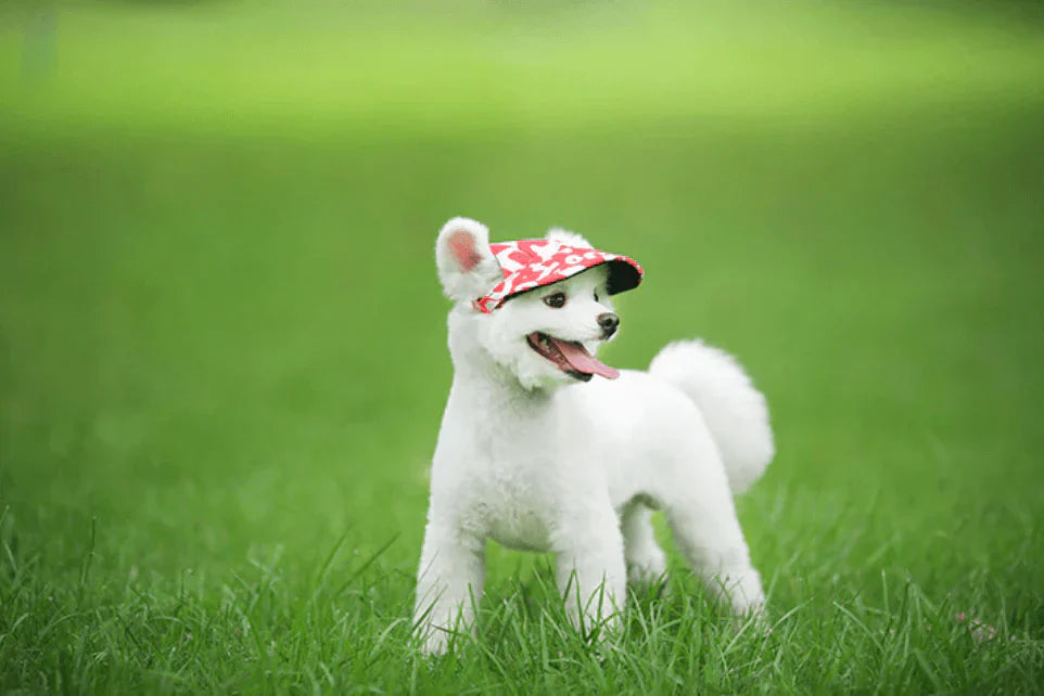 Stylish Round Brim Dog Hat - SunnyPaws Bowlift