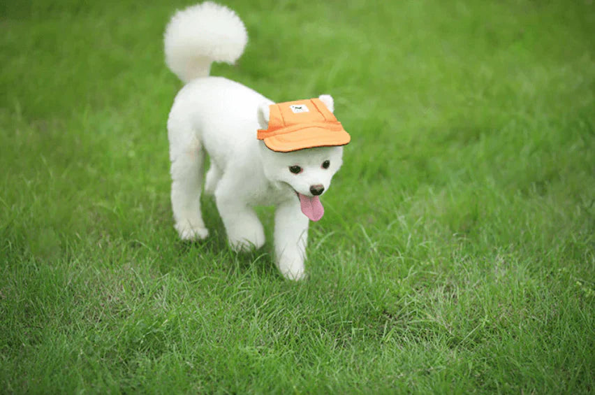 Stylish Round Brim Dog Hat - SunnyPaws Bowlift