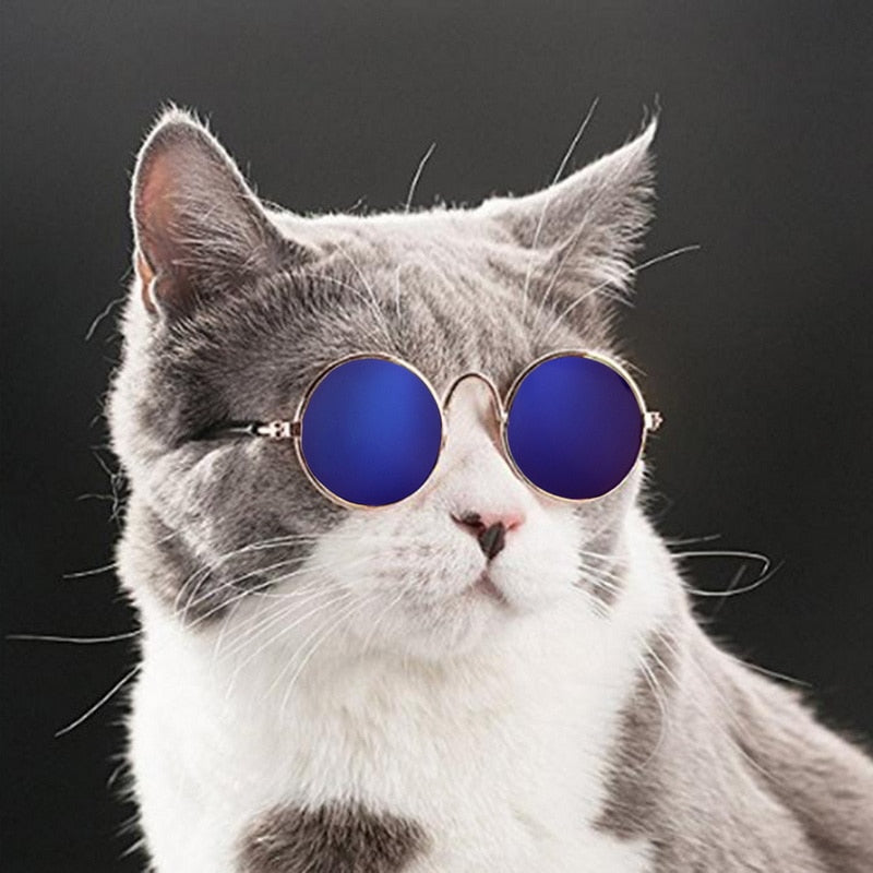 Trendy Cat Sunglasses - KittyShades Bowlift