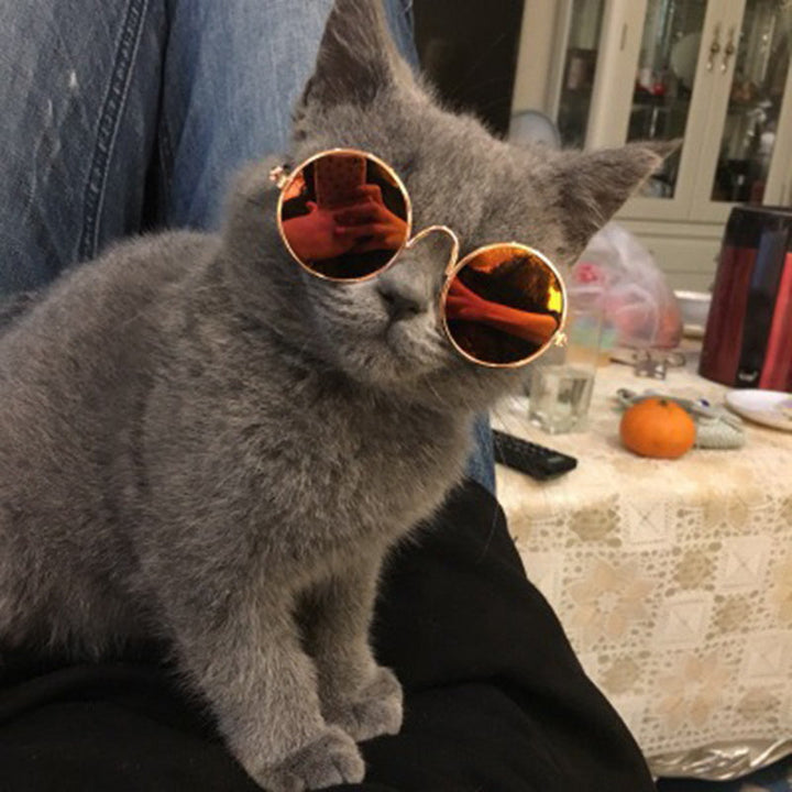 Trendy Cat Sunglasses - KittyShades Bowlift