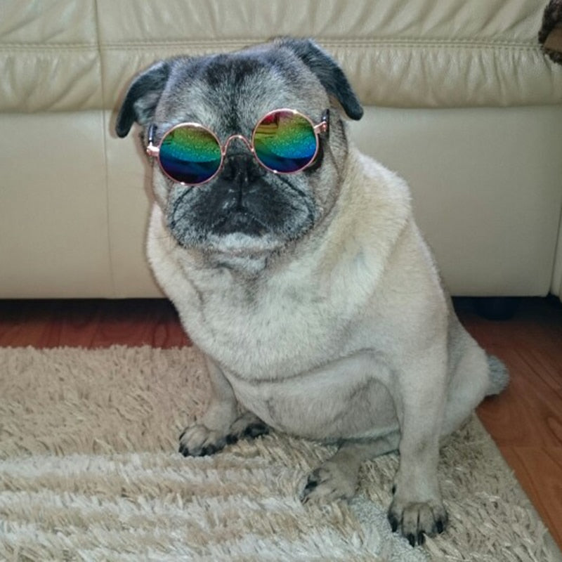 Trendy Cat Sunglasses - KittyShades Bowlift