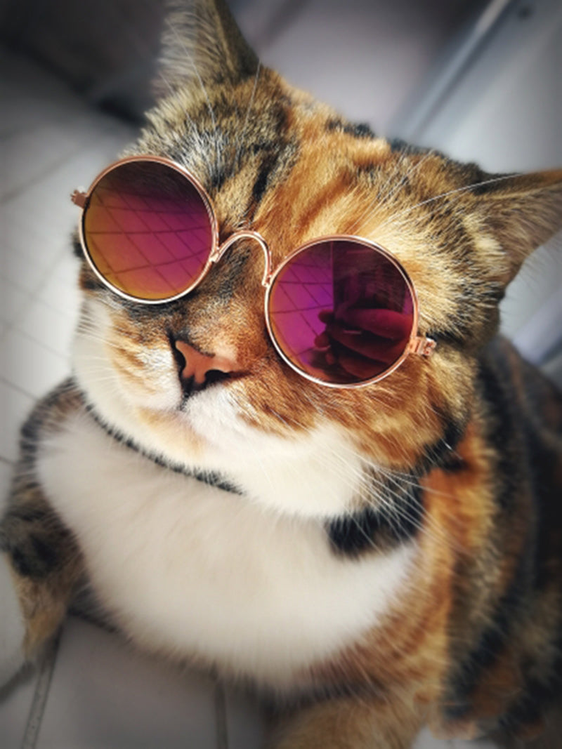 Trendy Cat Sunglasses - KittyShades Bowlift