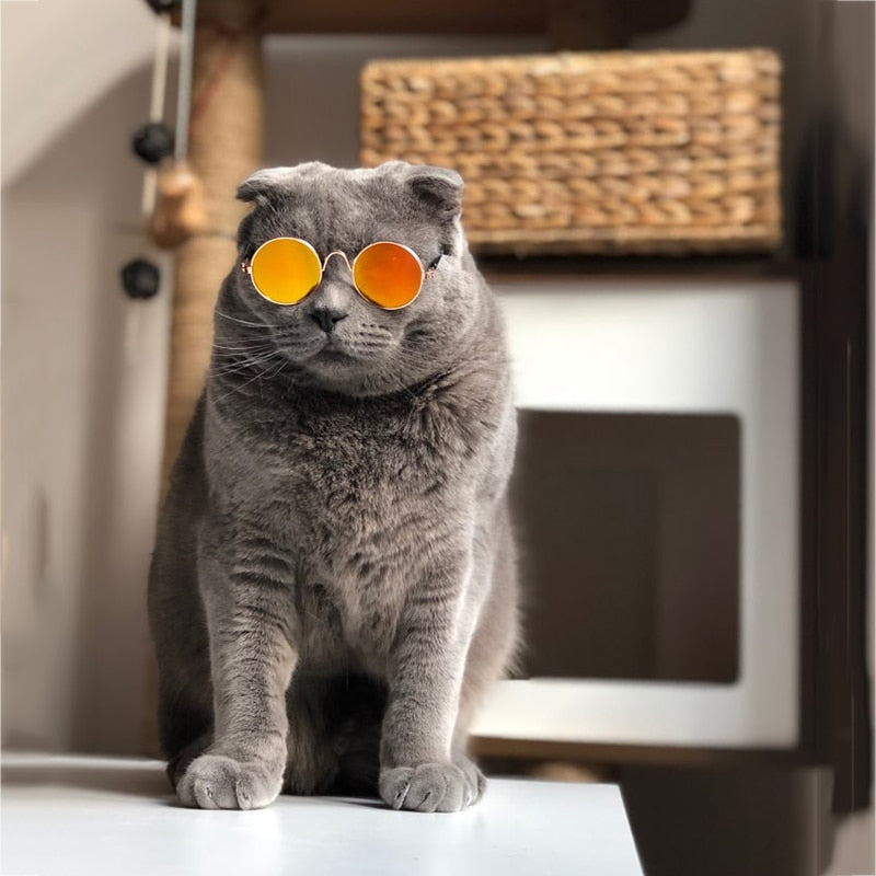Trendy Cat Sunglasses - KittyShades Bowlift